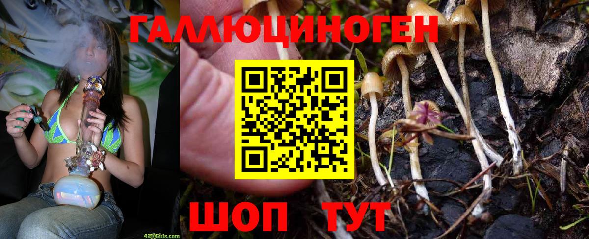 Междуреченск  купить   Вход с VPN  Галлюциногенные грибы GOLDEN TEACHER 
